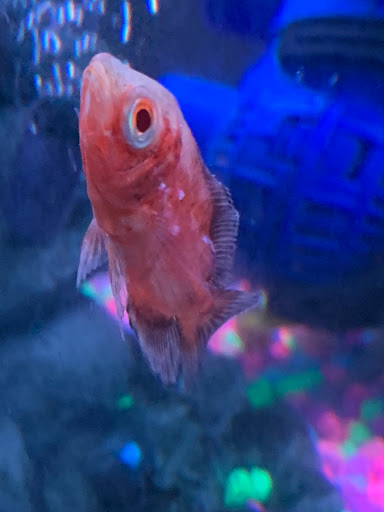 Pet Store «Southside Pet Shop», reviews and photos, 7031 Southside Dr, Louisville, KY 40214, USA