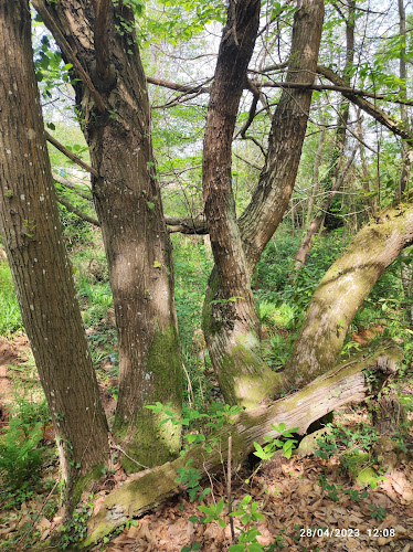 Forêt des Landes de Juzan à Anglet