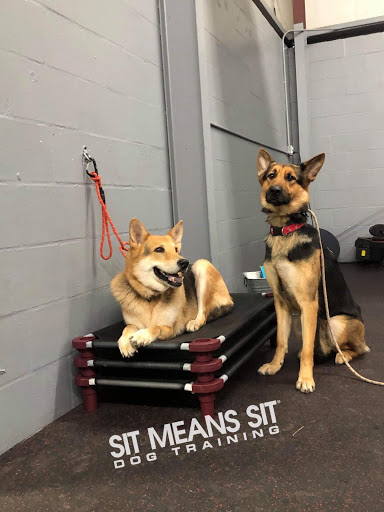 Sit Means Sit Dog Training Tampa