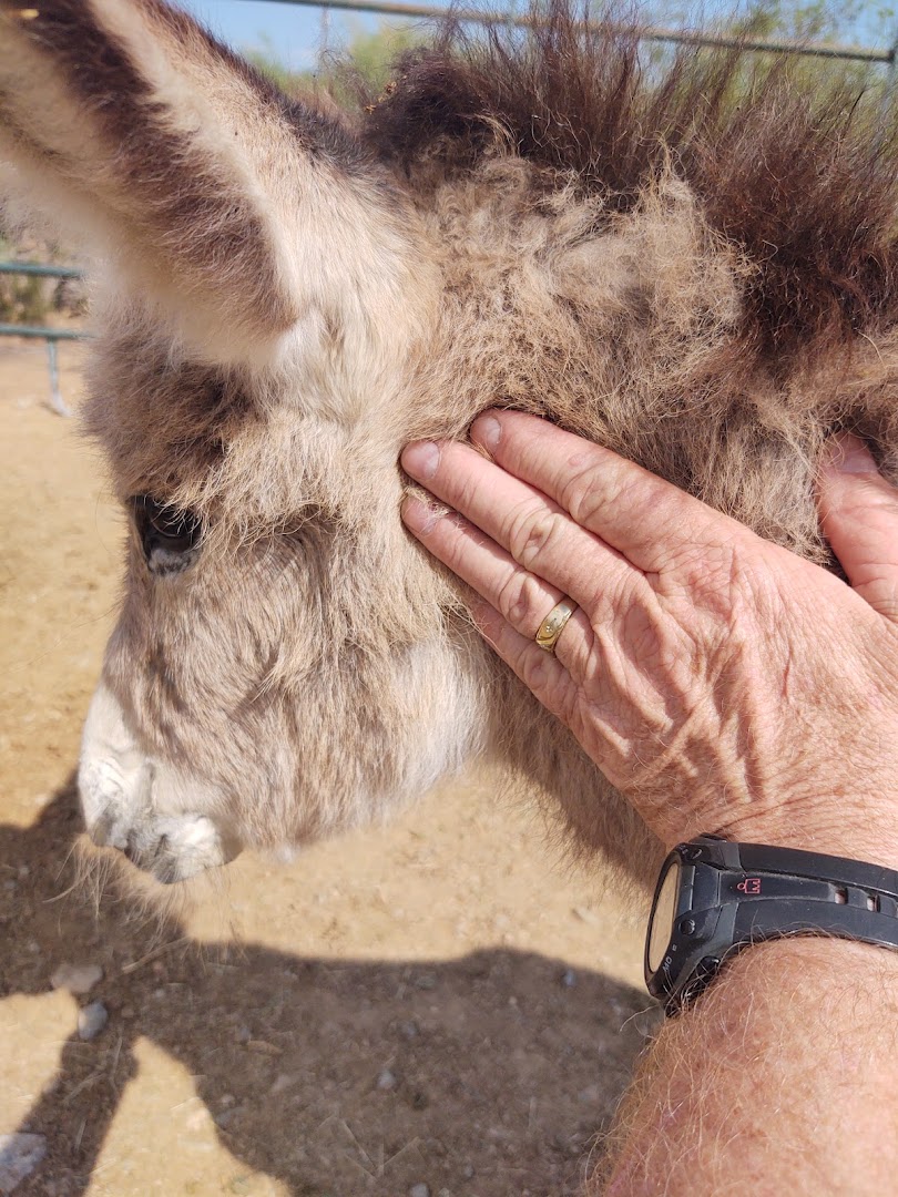 One Step Wild Burros and Mustang Rescue