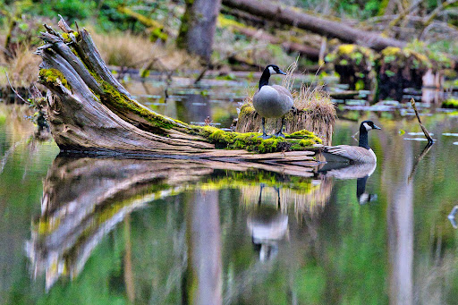 Nature Preserve «Redmond Watershed Preserve», reviews and photos, 21760 NE Novelty Hill Rd, Redmond, WA 98053, USA