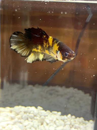 Pet Store «Fins And Feathers», reviews and photos, 222 Willow Ave, Honesdale, PA 18431, USA