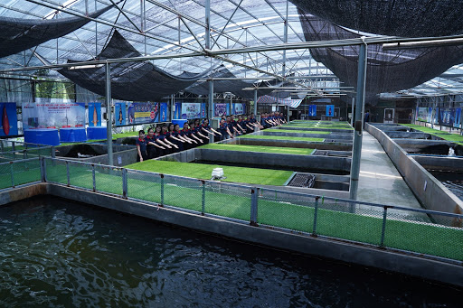 Top 20 cửa hàng cá koi Huyện Kiến Thụy Hải Phòng 2022