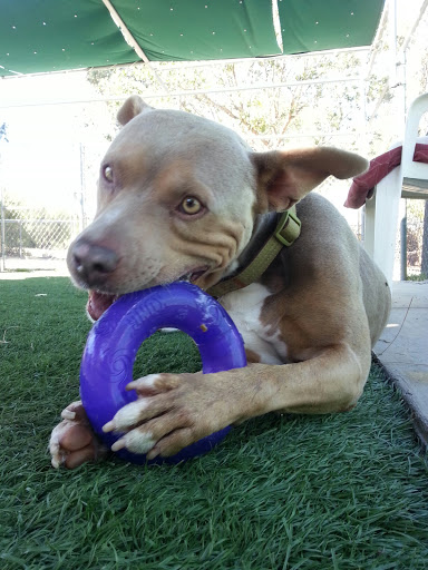 Pet Supply Store «Unleashed by Petco», reviews and photos, 475 E Avenida De Los Arboles a, Thousand Oaks, CA 91360, USA