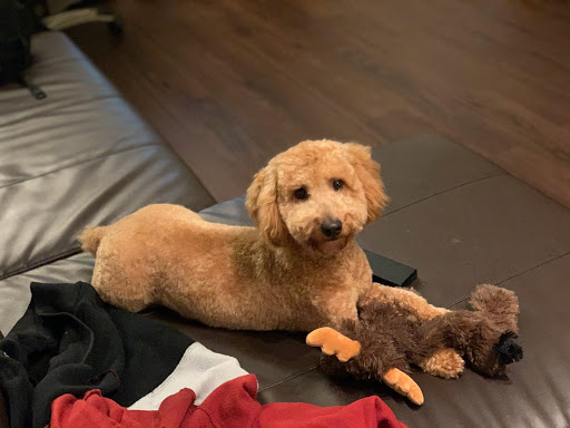 Pet Supply Store «PetSmart», reviews and photos, 11501 Metcalf Ave, Overland Park, KS 66210, USA