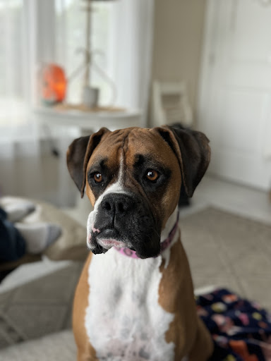 Animal Cancer Care Specialists image