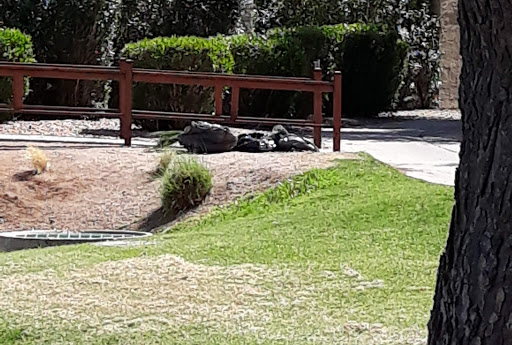 Golf Course «Coyote Run Golf Course», reviews and photos, 1548 Leisure World Blvd, Mesa, AZ 85206, USA