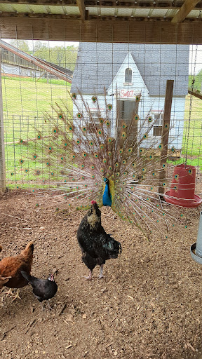 Farm «Warbington Farms (U-Pick Strawberries)», reviews and photos, 5555 Crow Rd, Cumming, GA 30041, USA