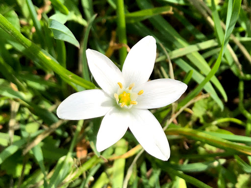 Historical Landmark «Locust Grove», reviews and photos, 561 Blankenbaker Ln, Louisville, KY 40207, USA