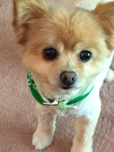 Pet Supply Store «PetSmart», reviews and photos, 1285 Johnson Ferry Rd, Marietta, GA 30068, USA