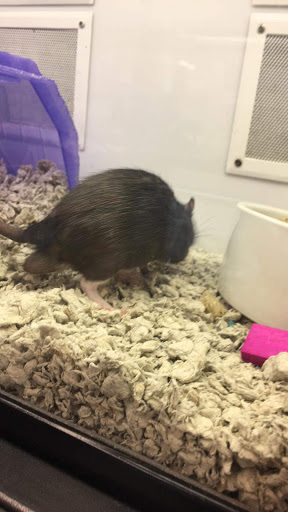 Pet Supply Store «Petco Animal Supplies», reviews and photos, 308 E Meighan Blvd, Gadsden, AL 35903, USA