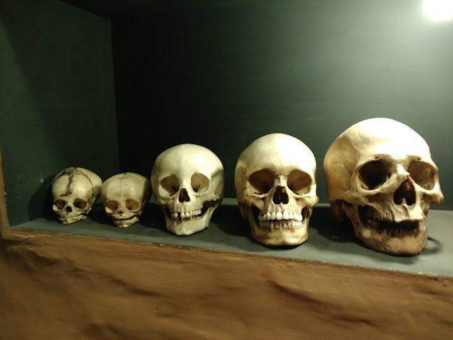 Comentarios y opiniones de El Museo de Esqueletología
