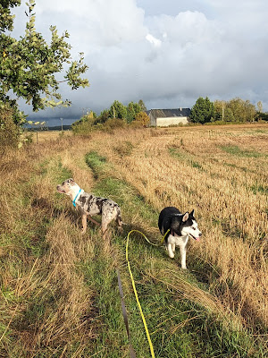 CaniD'Hélo 37/41 à Dame-Marie-les-Bois