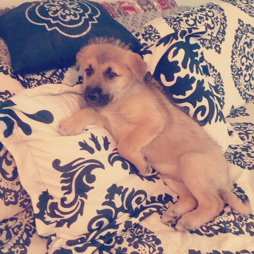 Animal Shelter «Coastal Humane Society», reviews and photos