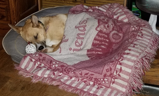 Pet Supply Store «Petco Animal Supplies», reviews and photos, 1370 Holiday Ln a, Fairfield, CA 94533, USA