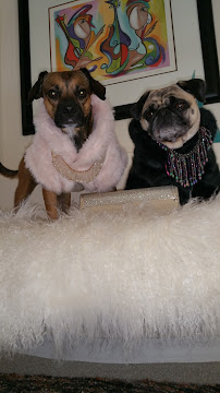 Chuck & Don's Pet Food & Supplies - Photo 8 - Car repair in Aurora, CO, Denver