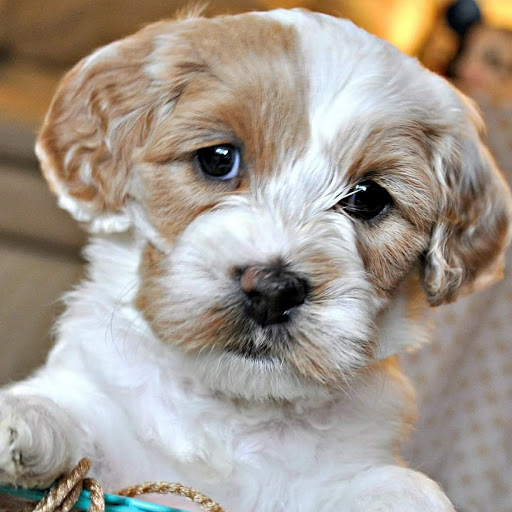 802 N Easton Rd, Doylestown, PA 18902, USA