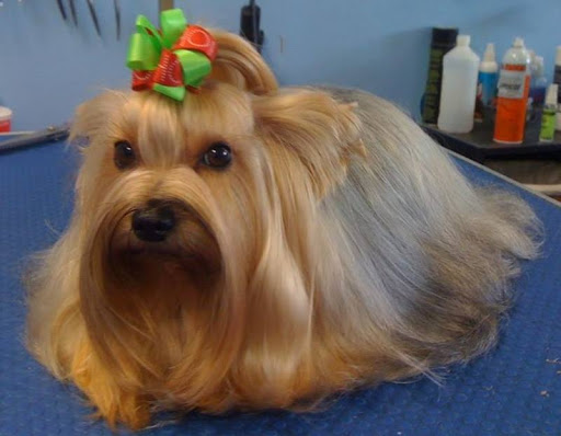 Pet Groomer «Furry Tails Pet Grooming», reviews and photos, 865 Cypress Pkwy, Poinciana, FL 34759, USA