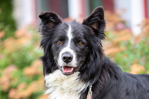Spay Neuter Clinic at the Stratford Perth Humane Society image