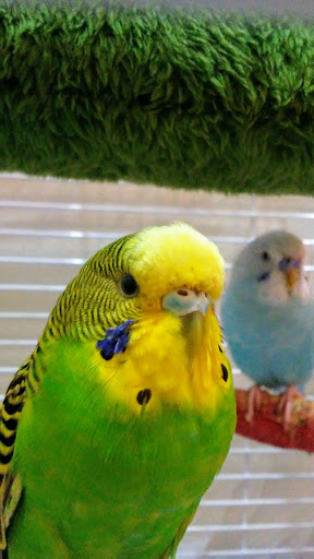 Pet Supply Store «PetSmart», reviews and photos, 7850 W Commercial Blvd, Lauderhill, FL 33351, USA