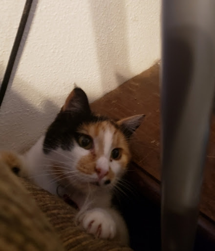 Thrift Store «Alpine Humane Society Thrift Store», reviews and photos, 706 N 5th St, Alpine, TX 79830, USA