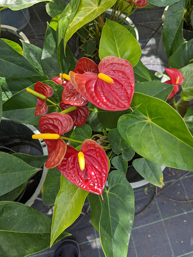 Landscape Designer «Santa Barbara Nursery», reviews and photos, 20425 SW 177th Ave, Miami, FL 33187, USA