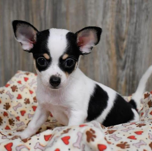 Pet Store «Pet Express», reviews and photos, 250 Granite St, Braintree, MA 02184, USA