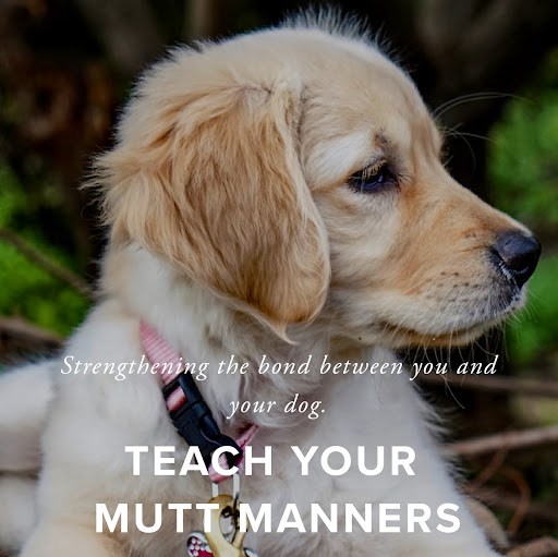 Teach Your Mutt Manners Dog Training