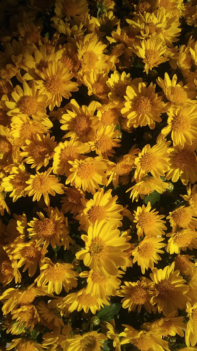 Grocery Store «The Fresh Market», reviews and photos, 1320 McFarland Blvd E #100, Tuscaloosa, AL 35401, USA