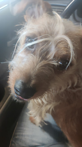 Pet Supply Store «Discount Pet Food & Supplies», reviews and photos, 520 E Prater Way, Sparks, NV 89431, USA