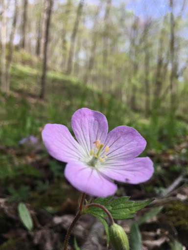 Nature Preserve «Seven Pillars Nature Preserve», reviews and photos, 3555 Mississinewa Rd, Peru, IN 46970, USA
