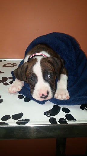 1245 Niagara St, Buffalo, NY 14213, USA