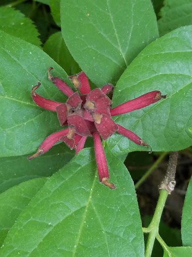 Park «Brook Run Park», reviews and photos, 4770 N Peachtree Rd, Dunwoody, GA 30338, USA