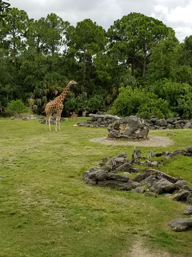 Zoo «Brevard Zoo», reviews and photos, 8225 N Wickham Rd, Melbourne, FL 32940, USA