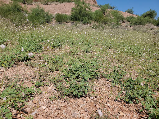 Golf Course «Papago Golf Course», reviews and photos, 5595 E Moreland St, Phoenix, AZ 85008, USA