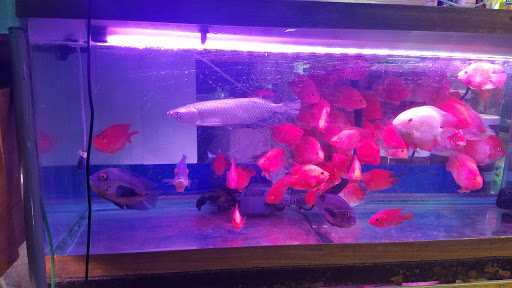 Pet Supply Store «New Lucky Fish Aquarium & Pet Supply», reviews and photos, 4818 8th Ave, Brooklyn, NY 11220, USA