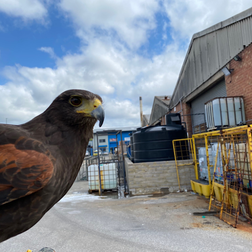 Reviews of Urban Wings Falconry Services in Southampton - Pest control service