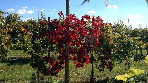 Winery «The Winery at Kindred Pointe», reviews and photos, 3575 Conicville Rd, Mt Jackson, VA 22842, USA