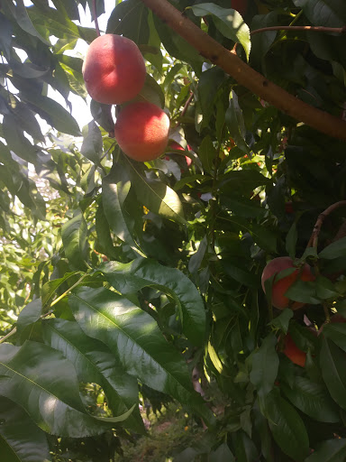 Farm «Manoff Market Gardens», reviews and photos, 3157 Comfort Rd, Solebury, PA 18963, USA