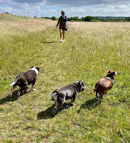 Pooches HUCKNALL dog Walking and Home boarding - Dog trainer