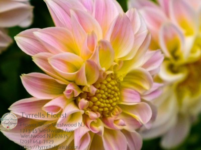 Florist «Tyrrells Florist», reviews and photos, 45 Westwood Ave, Westwood, NJ 07675, USA