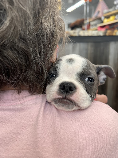 Pet Store «Petland», reviews and photos, 10289 Ulmerton Rd, Largo, FL 33771, USA