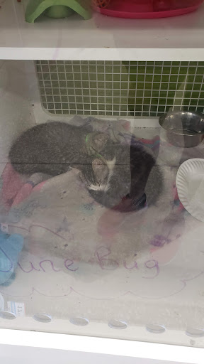 Pet Supply Store «Petco Animal Supplies», reviews and photos, 11147 Park Blvd N, Seminole, FL 33772, USA