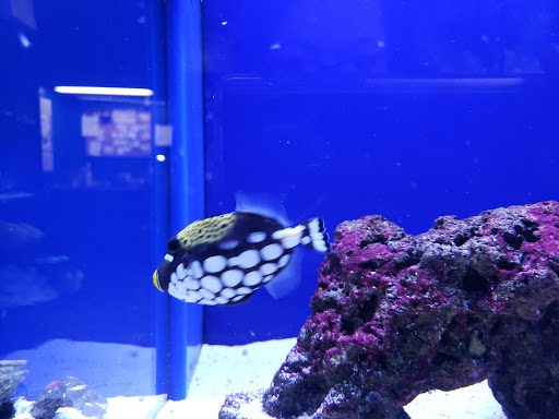 Tropical Fish Store «Exotic Aquatics», reviews and photos, 2929 Custer Rd #317, Plano, TX 75075, USA