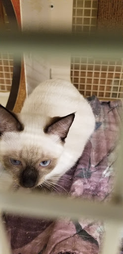 Pet Supply Store «Petco Animal Supplies», reviews and photos, 1753 St Lucie W Blvd, Port St Lucie, FL 34986, USA