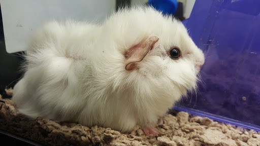 Pet Supply Store «Petco Animal Supplies», reviews and photos, 975 Savannah Hwy #137, Charleston, SC 29407, USA