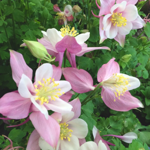 Garden Center «Nalls Produce», reviews and photos, 7310 Beulah St, Alexandria, VA 22315, USA