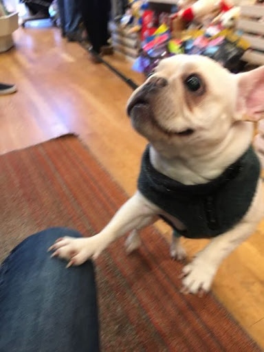 Pet Supply Store «The Fish & Bone, Boston MA», reviews and photos, 217 Newbury St, Boston, MA 02116, USA