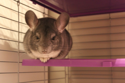 Pet Store «Olathe Pet Shop», reviews and photos, 16651 151st St, Olathe, KS 66062, USA