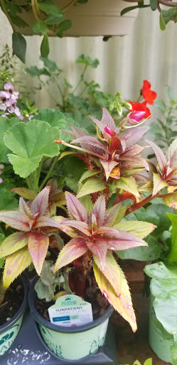 Hardware Store «Proctor Ace Hardware», reviews and photos, 5723 University Blvd W, Jacksonville, FL 32216, USA